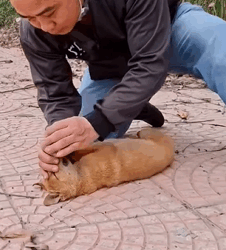 T1011008 Rescue dogs on road #rescue #rescueanimals #animals #animalsoftik part2