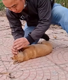 T1011008 Rescue dogs on road #rescue #rescueanimals #animals #animalsoftik part2