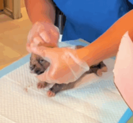 T1711019 stray dog covered in maggots was found in hospital parking lot part2