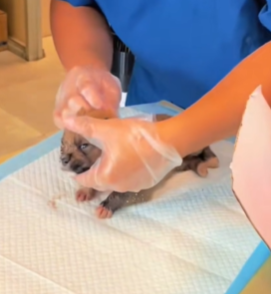 T1711019 stray dog covered in maggots was found in hospital parking lot part2