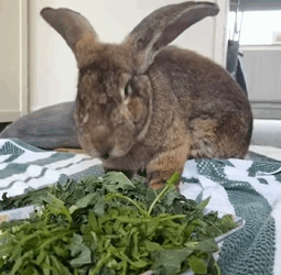 T1011014 Rescue rabbit #animal #rescue #rescueanimals #animalsoftiktok #fyp part2