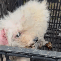 T1711018 Encountered wounded stray dog at restaurant#rescuedog #help #dog part2