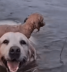 T1011025 big dog risked his life to jump into water to save little part2