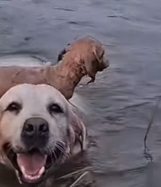 T1011025 big dog risked his life to jump into water to save little part2