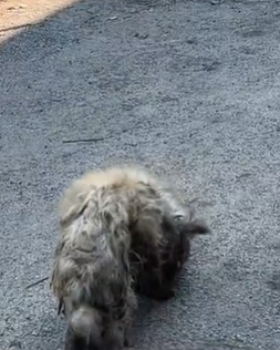 T1711020 Lost Stray on Streets#rescuedog #help #dog #straydogs #help part2