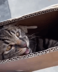 T1011018 Stray Cat Crawling in Search of Food#cat #catsoftiktok #rescuecat part2