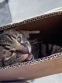 T1011018 Stray Cat Crawling in Search of Food#cat #catsoftiktok #rescuecat part2