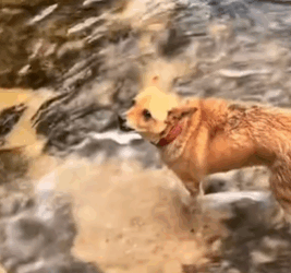 T1711017 found stray dog trapped under bridge#rescuedog #help #dog part2