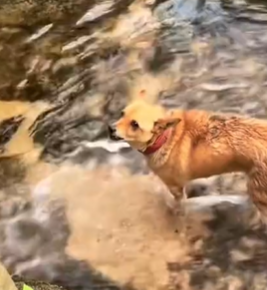 T1711017 found stray dog trapped under bridge#rescuedog #help #dog part2