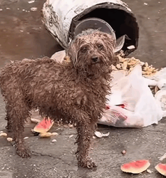 T1011023 recently saw stray dog wandering around part2