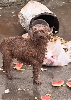 T1011023 recently saw stray dog wandering around part2