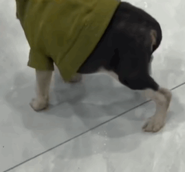 T1711023 Wounded Alone Dog Left Behind at Mall#rescuedog #dog #help part2