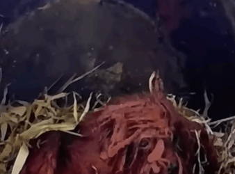 T1011029 #dogs #dogsoftiktok #dogsofttiktok part2