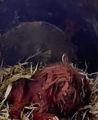 T1011029 #dogs #dogsoftiktok #dogsofttiktok part2