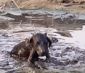 T1711003 Rescue dog was unfortunately stuck in mud#animals #rescue part2