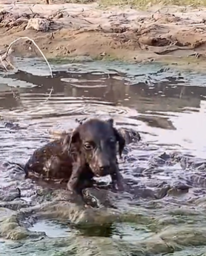T1711003 Rescue dog was unfortunately stuck in mud#animals #rescue part2