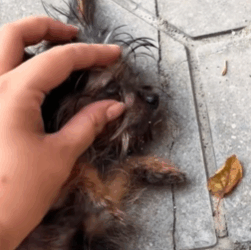 T1711024 On empty road, found little dog lying there,motionless part2