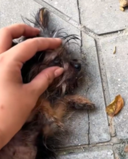 T1711024 On empty road, found little dog lying there,motionless part2