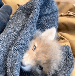 T1011013 Surprisingly fox cub followed man home #animal #rescue #rescue part2