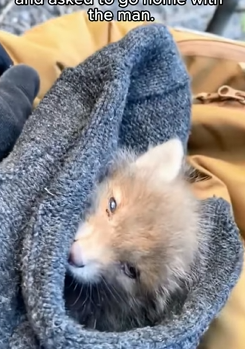 T1011013 Surprisingly fox cub followed man home #animal #rescue #rescue part2