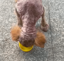 T1711022 He didn know what it meant to stray, only he had no home part2