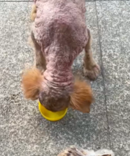 T1711022 He didn know what it meant to stray, only he had no home part2