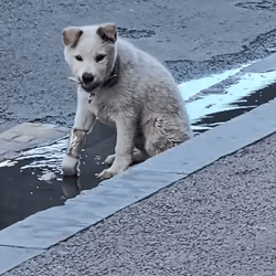 T1011026 morning found stray dog sore leg sad face part2