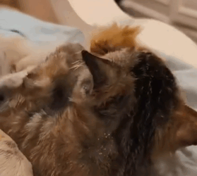 T1711021 Curled up under car, fear in his eyes was impossible me part2