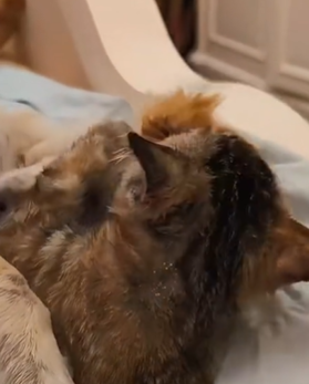 T1711021 Curled up under car, fear in his eyes was impossible me part2