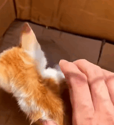 T1011017 Found an injured stray cat curled up on highway #cat #catsoftikto part2