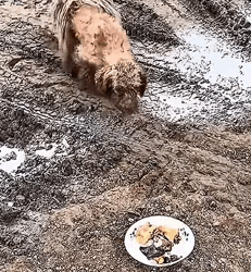 T1011010 Rescue puppy #rescue #rescueanimals #animals #animalsoftiktok #dog part2