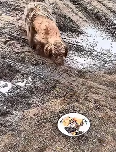 T1011031 #dog #dogsoftiktok #doglover #dogvideos part2