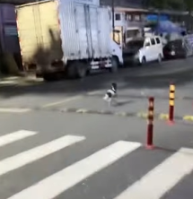 T1011016 evening, heard faint cry of kitten #cat #catsoftiktok part2