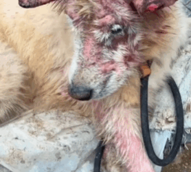 T1711027 Rescue Samoyed#dog #rescuedog #straydogs #abandoned #animalsoftiktok part2