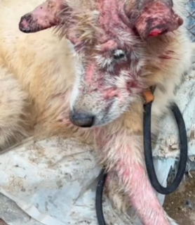 T1711027 Rescue Samoyed#dog #rescuedog #straydogs #abandoned #animalsoftiktok part2