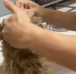 T1711026 Rescue stray dogs#dog #rescuedog #straydogs #abandoned #animalsoftiktok part2