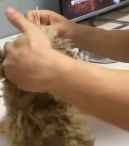 T1711026 Rescue stray dogs#dog #rescuedog #straydogs #abandoned #animalsoftiktok part2