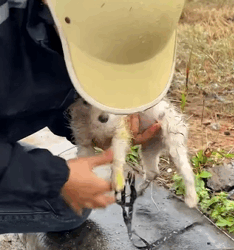 T1011009 Rescue puppy on road #rescue #rescueanimals #animals #animalsof part2