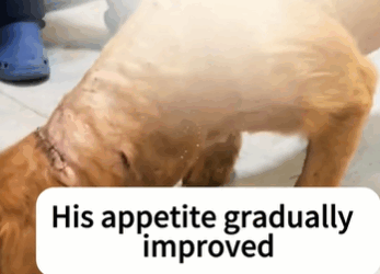 T1711025_Rescuing Captive Golden Retriever#dog #rescuedog #straydogs part2