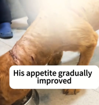 T1711025_Rescuing Captive Golden Retriever#dog #rescuedog #straydogs part2