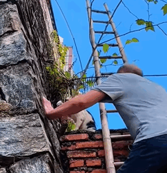 T1011028 cat was caught in trap part2