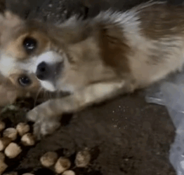 T1711032 puppy abandoned in riverbed#rescue #rescueanimals #dog #dogs part2