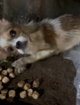 T1711032 puppy abandoned in riverbed#rescue #rescueanimals #dog #dogs part2