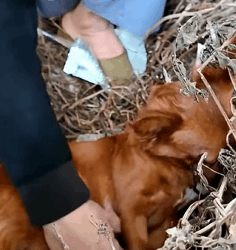 T1011011 Rescue family of dogs #rescue #rescueanimals #animals #animalsoftik part2