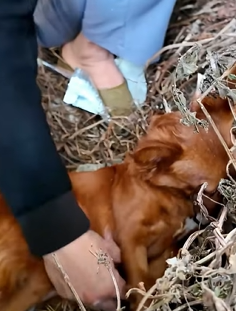 T1011011 Rescue family of dogs #rescue #rescueanimals #animals #animalsoftik part2