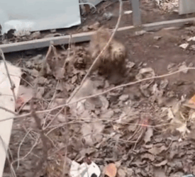 T1711031 lonely stray dog waiting its owner#dog #rescuedog #straydogs part2