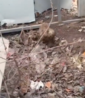 T1711031 lonely stray dog waiting its owner#dog #rescuedog #straydogs part2