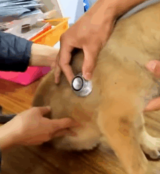 T1011004 Rescue an abandoned dog on road #rescue #animals #animalsoftiktok part2