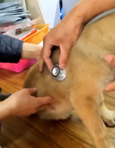 T1011004 Rescue an abandoned dog on road #rescue #animals #animalsoftiktok part2