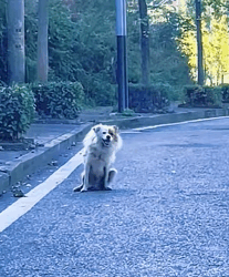 T1011027 #dog #dogsoftiktok #doglover #dogvideos part2